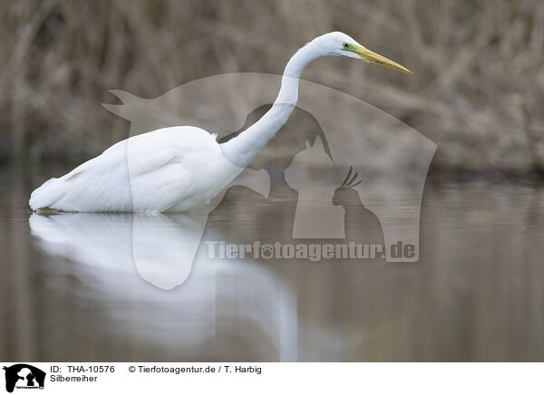 Silberreiher / great white egret / THA-10576