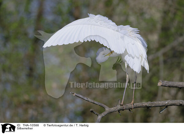 Silberreiher / great white egret / THA-10588