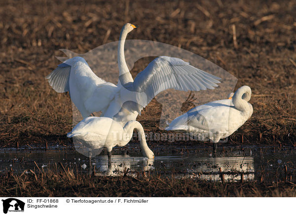 Singschwne / whooper swans / FF-01868