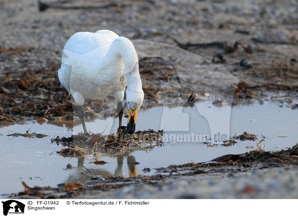 Singschwan / whooper swan / FF-01942