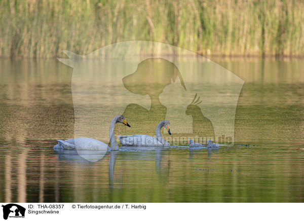 Singschwne / Whooper Swans / THA-08357