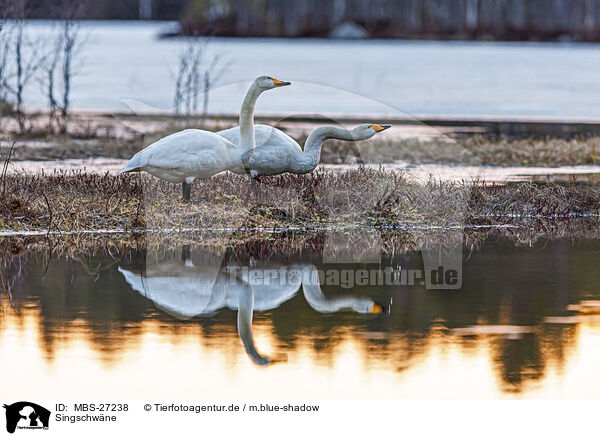 Singschwne / whooper swans / MBS-27238