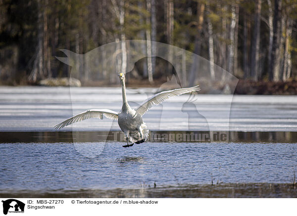 Singschwan / whooper swan / MBS-27270