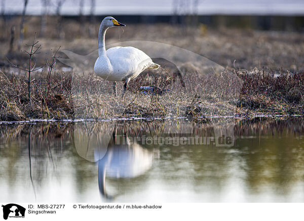 Singschwan / whooper swan / MBS-27277