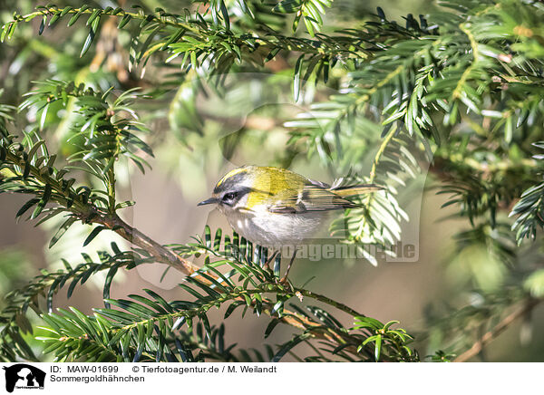 Sommergoldhhnchen / common firecrest / MAW-01699