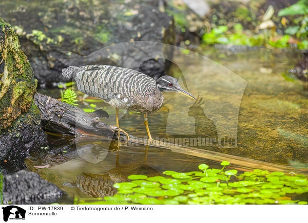 Sonnenralle / sun bittern / PW-17839