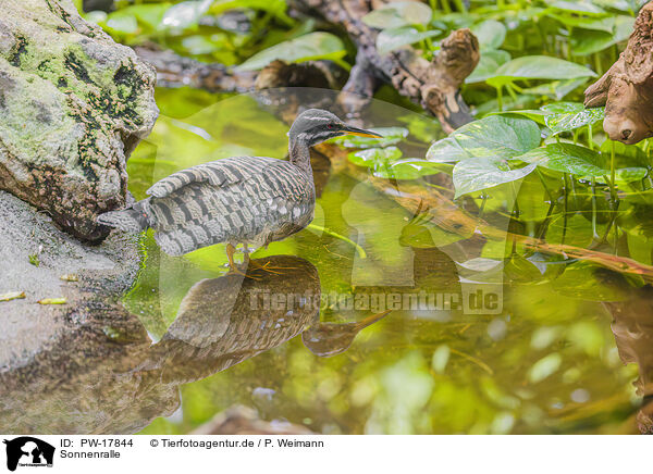 Sonnenralle / sun bittern / PW-17844