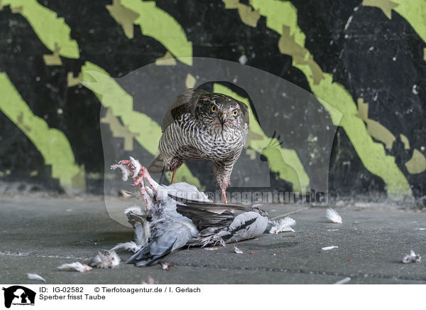 Sperber frisst Taube / Eurasian Sparrowhawk eats pigeon / IG-02582