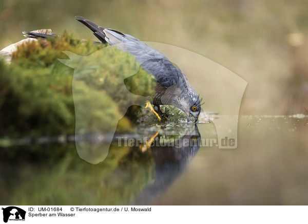 Sperber am Wasser / Eurasian Sparrowhawk at the water / UM-01684
