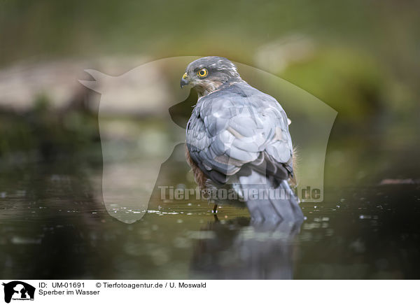 Sperber im Wasser / Eurasian Sparrowhawk in the water / UM-01691