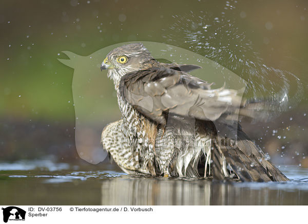 Sperber / Eurasian Sparrowhawk / DV-03756