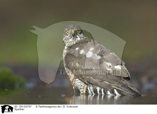 Sperber / Eurasian Sparrowhawk / DV-03757