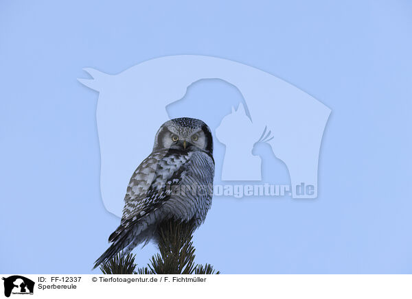 Sperbereule / northern hawk owl / FF-12337