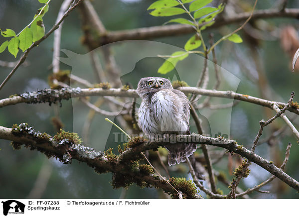 Sperlingskauz / Eurasian pygmy owl / FF-07288