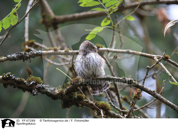 Sperlingskauz / Eurasian pygmy owl / FF-07289
