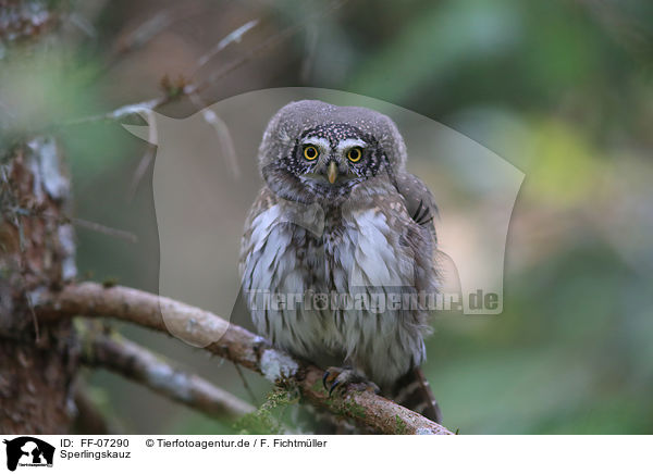Sperlingskauz / Eurasian pygmy owl / FF-07290