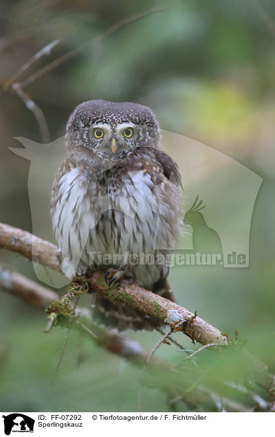 Sperlingskauz / Eurasian pygmy owl / FF-07292