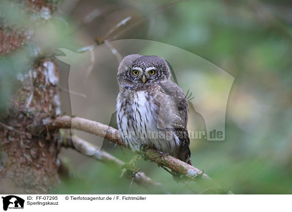 Sperlingskauz / Eurasian pygmy owl / FF-07295