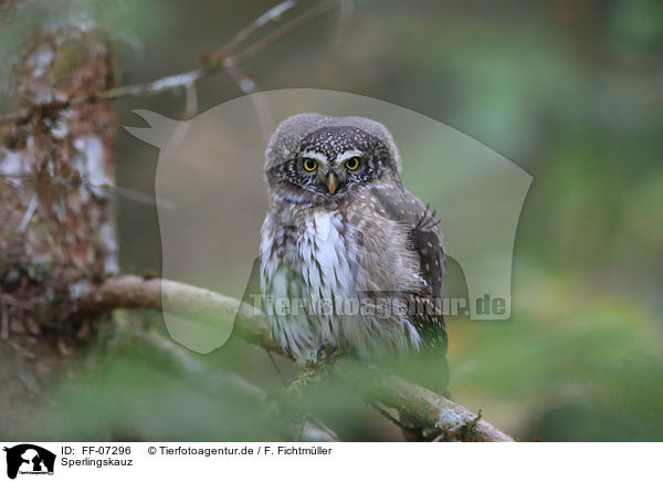 Sperlingskauz / Eurasian pygmy owl / FF-07296