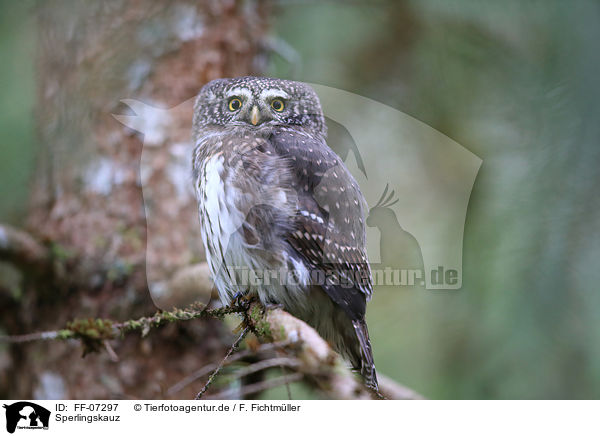 Sperlingskauz / Eurasian pygmy owl / FF-07297