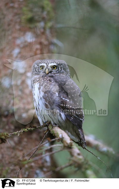 Sperlingskauz / Eurasian pygmy owl / FF-07298
