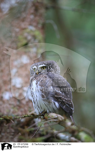 Sperlingskauz / Eurasian pygmy owl / FF-07299