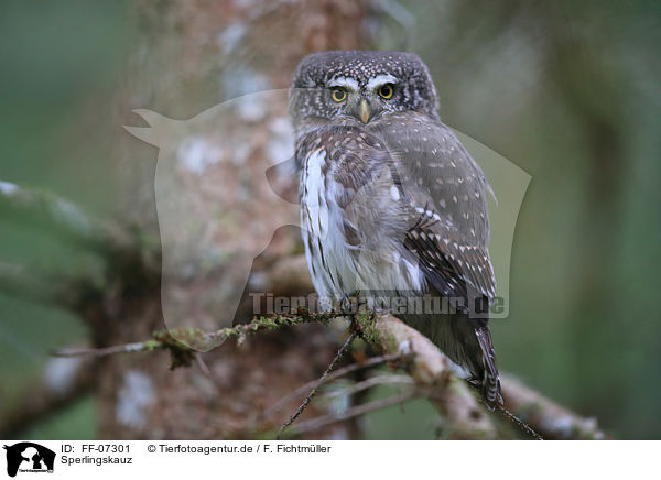 Sperlingskauz / Eurasian pygmy owl / FF-07301