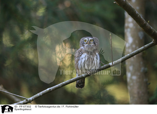 Sperlingskauz / Eurasian pygmy owl / FF-07302