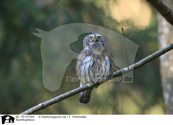Sperlingskauz / Eurasian pygmy owl / FF-07304