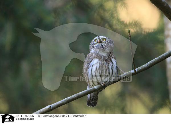Sperlingskauz / Eurasian pygmy owl / FF-07305