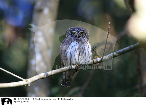 Sperlingskauz / Eurasian pygmy owl / FF-07306