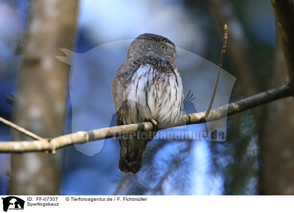 Sperlingskauz / Eurasian pygmy owl / FF-07307