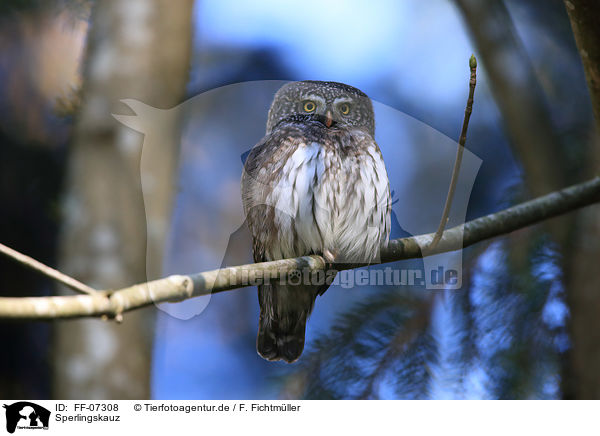Sperlingskauz / Eurasian pygmy owl / FF-07308