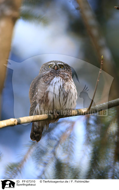 Sperlingskauz / Eurasian pygmy owl / FF-07310