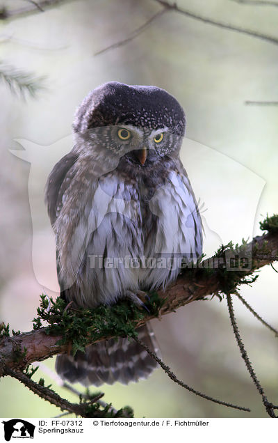 Sperlingskauz / Eurasian pygmy owl / FF-07312