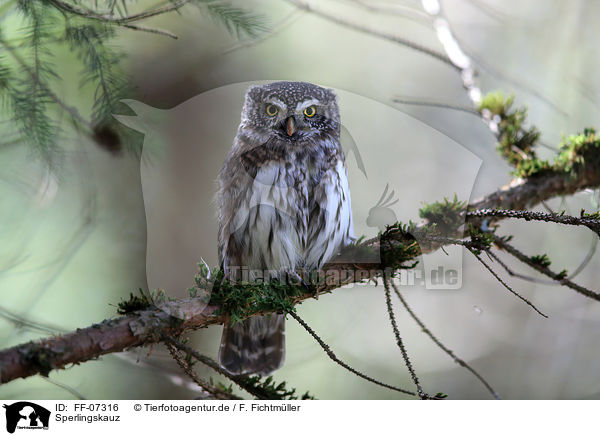Sperlingskauz / Eurasian pygmy owl / FF-07316