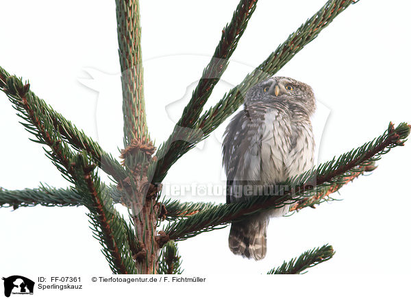 Sperlingskauz / Eurasian pygmy owl / FF-07361