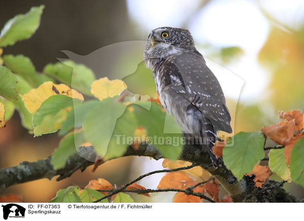 Sperlingskauz / Eurasian pygmy owl / FF-07363