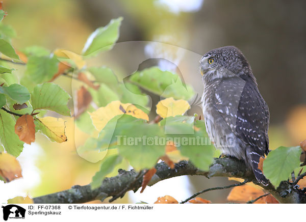 Sperlingskauz / Eurasian pygmy owl / FF-07368