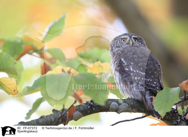 Sperlingskauz / Eurasian pygmy owl / FF-07372