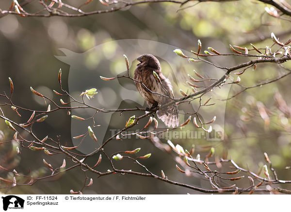 Sperlingskauz / Eurasian pygmy owl / FF-11524