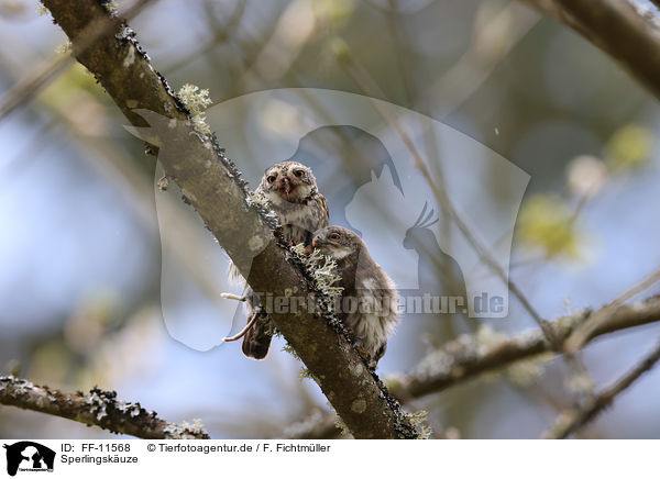 Sperlingskuze / Eurasian pygmy owls / FF-11568
