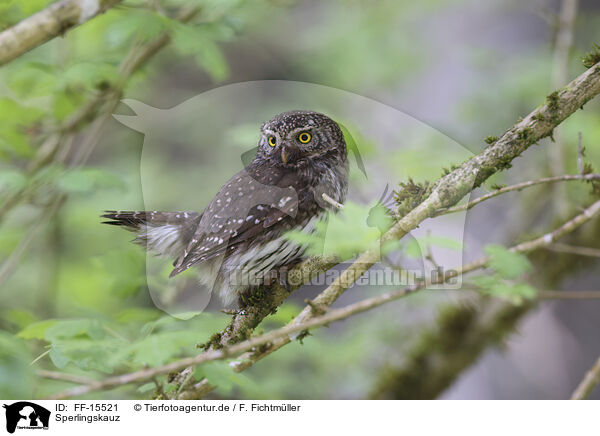 Sperlingskauz / pygmy owl / FF-15521