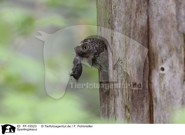 Sperlingskauz / pygmy owl / FF-15523