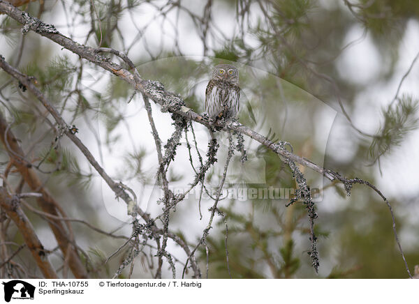 Sperlingskauz / owlet / THA-10755