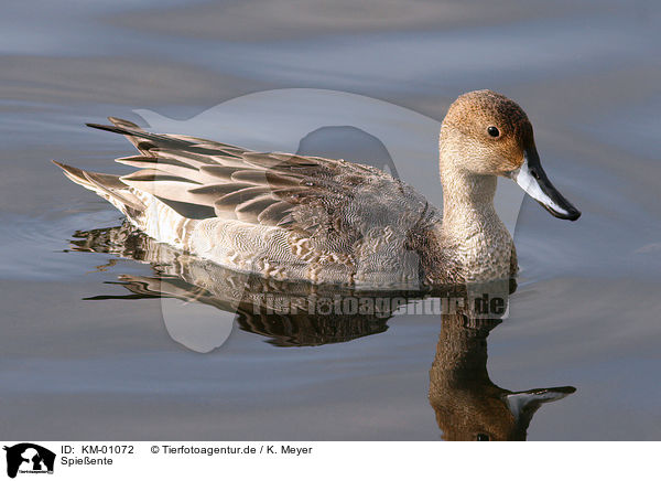 Spieente / Northern Pintail / KM-01072