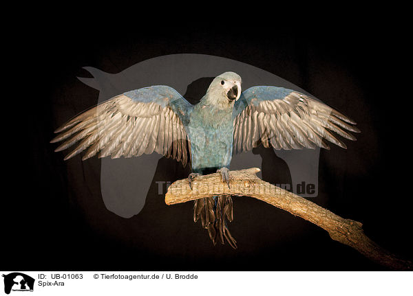 Spix-Ara / little blue macaws / UB-01063