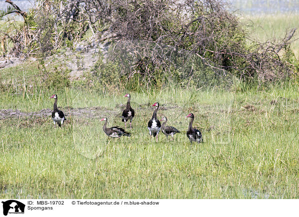 Sporngans / Spur-winged Goose / MBS-19702