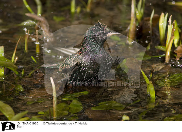 Star / European starling / THA-01936