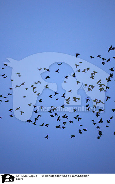 Stare / starlings / DMS-02605